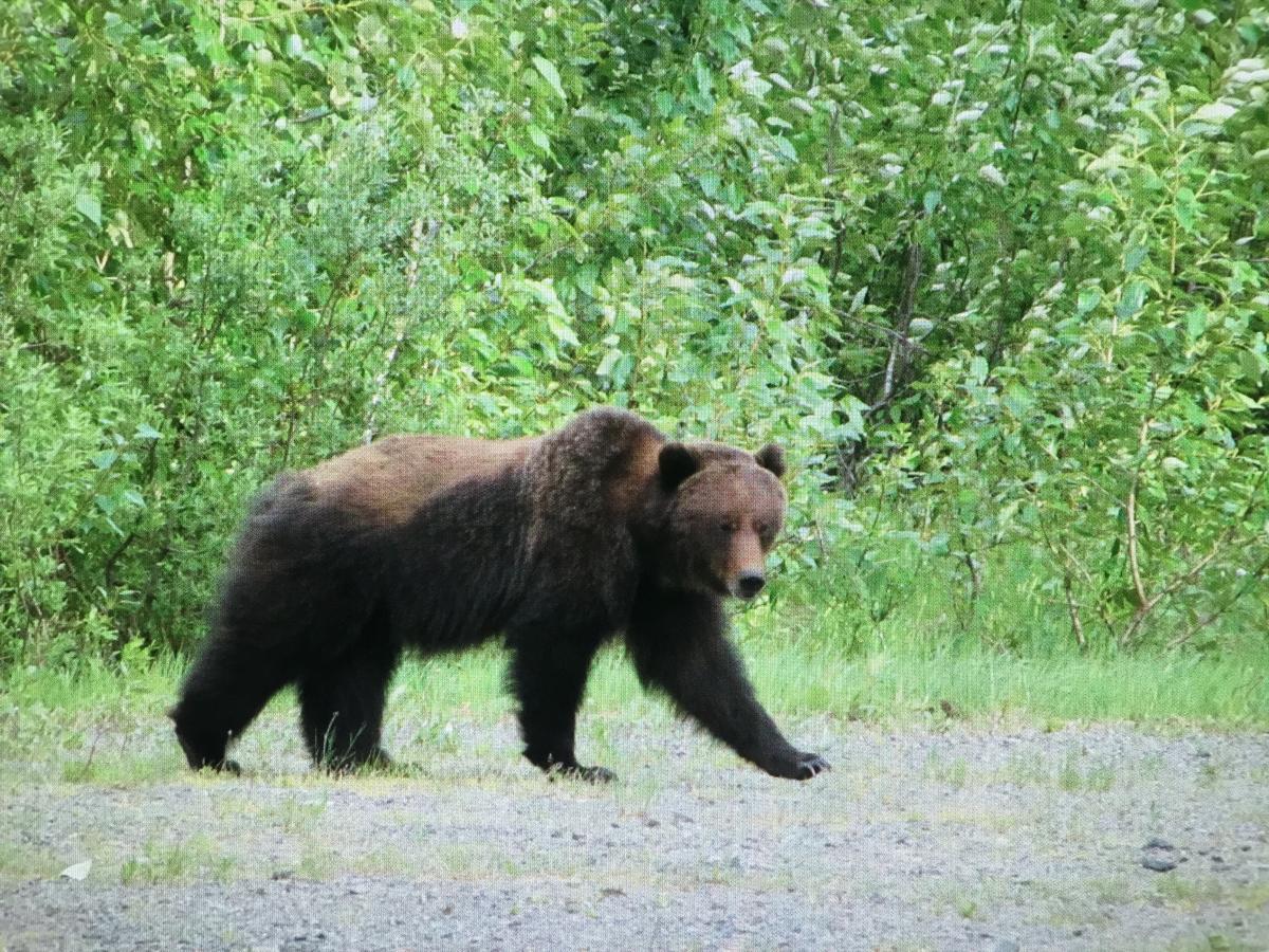 Bear Valley Guesthouse Stewart Luaran gambar