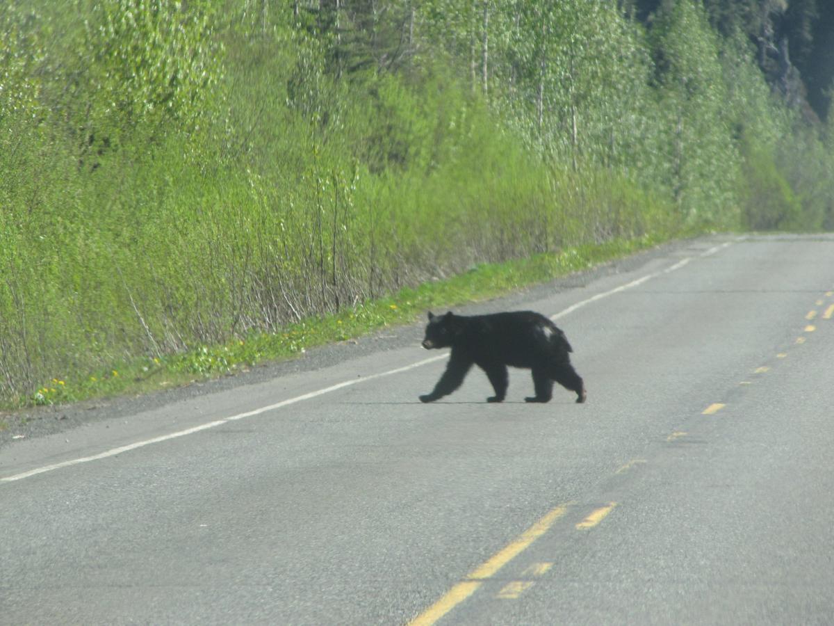 Bear Valley Guesthouse Stewart Luaran gambar